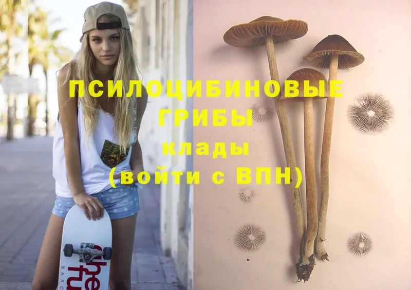 купить наркотики цена  Кандалакша  Псилоцибиновые грибы Psilocybine cubensis 